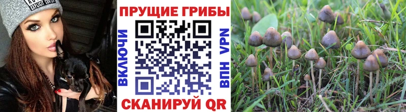 Купить где  Дальнереченск  Псилоцибиновые грибы Psilocybine cubensis 